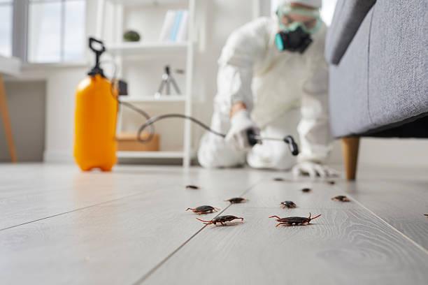 Commercial Kitchen Cockroach Control in Little Falls